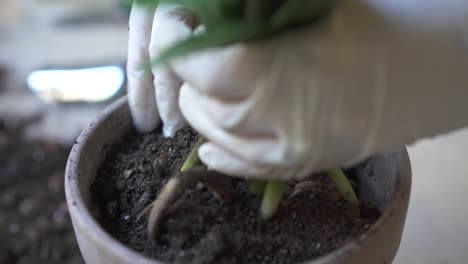 repotamiento de una planta de interior