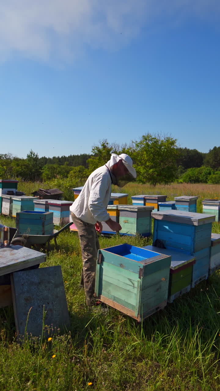 Apiculture in nature. Beekeeper caucasian man takes out beehive honeycomb frame in apiary garden. Natural production of delicious honey. Beekeeping business. Vertical video