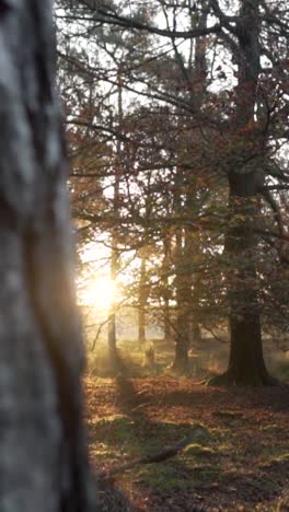 golden hour sunlight in autumn forest