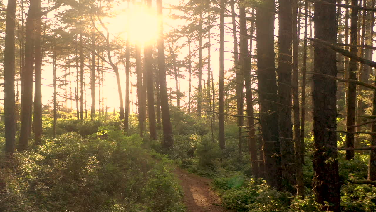drone volando lentamente y alto a través de un misterioso y hermoso bosque de oregon, con rayos de sol brillando y la escena retroiluminada