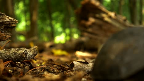 adventurous young tortoise walks past the camera in a low shot of the forest floor