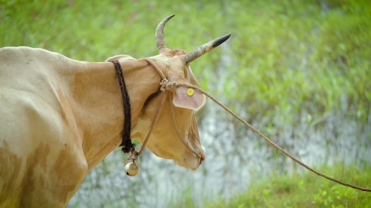 primer plano de cardán de vaca tirada a través de pastizales empapados