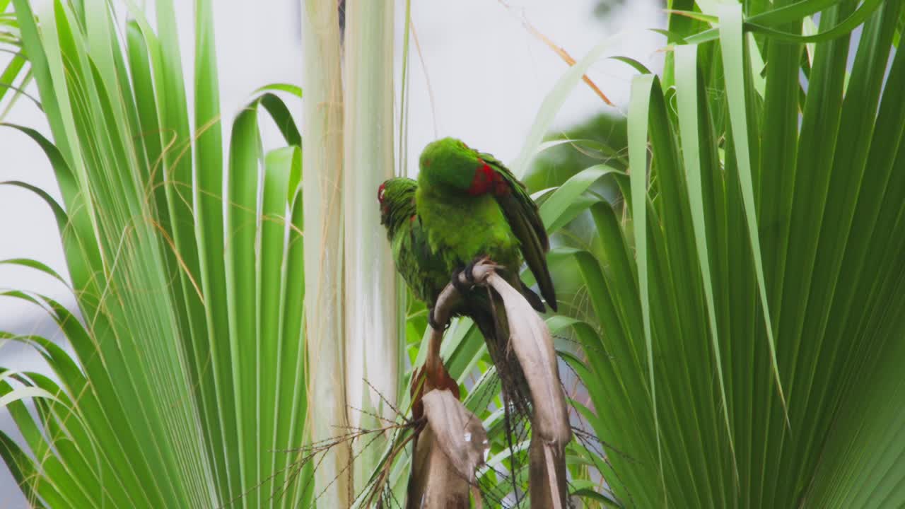 Bright green parrot perched on a palm tree, preening its feathers in the natural sunlight