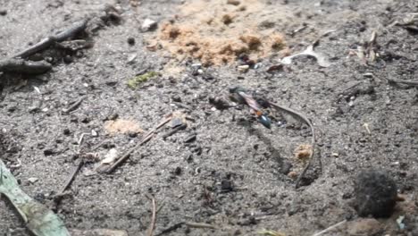 close-up of great black wasp digging burrow and making an underground nest