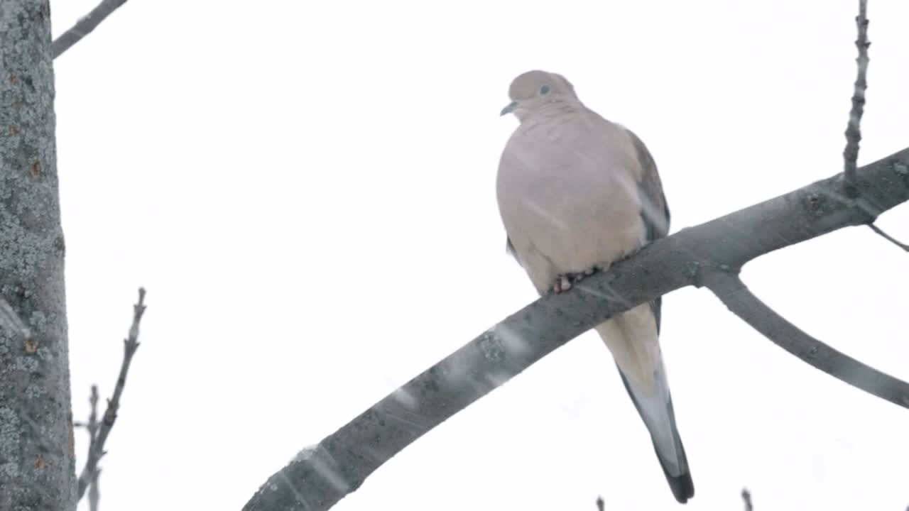 눈 폭풍 중에 다이브.