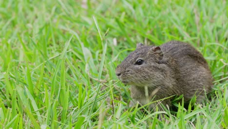 Primer-Plano-A-Nivel-Del-Suelo-De-Un-Pequeño-Conejillo-De-Indias-Brasileño,-Cavia-Aperea-Comiendo-Hierba-Verde-Fresca-En-Un-Día-Soleado,-área-De-Conservación-Del-Pantanal