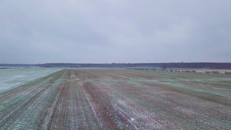 vista aérea de pájaro del lejano grupo de corzos europeos corriendo en el campo agrícola cubierto de nieve, día de invierno nublado, disparo de drones de gran angular avanzando