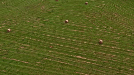 Ciervo-Comienza-A-Correr-En-Un-Campo