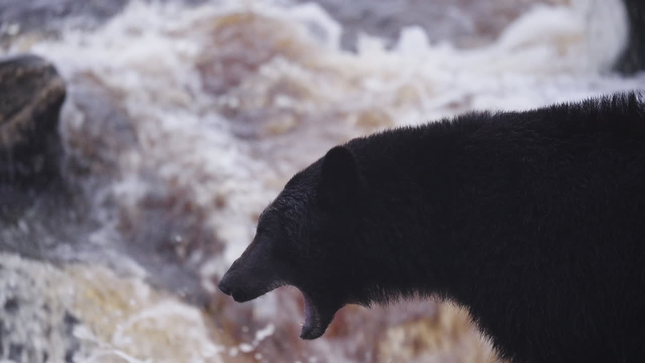 A black bear on the rocks waiting for the salmon to swim up the stream on in British Columbia, Canada. Filling up on food before going into hibernation for the winter