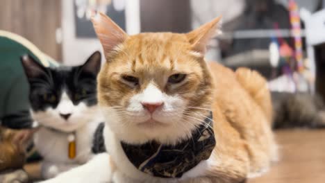 japan rescue cat cafe wearing bandanas