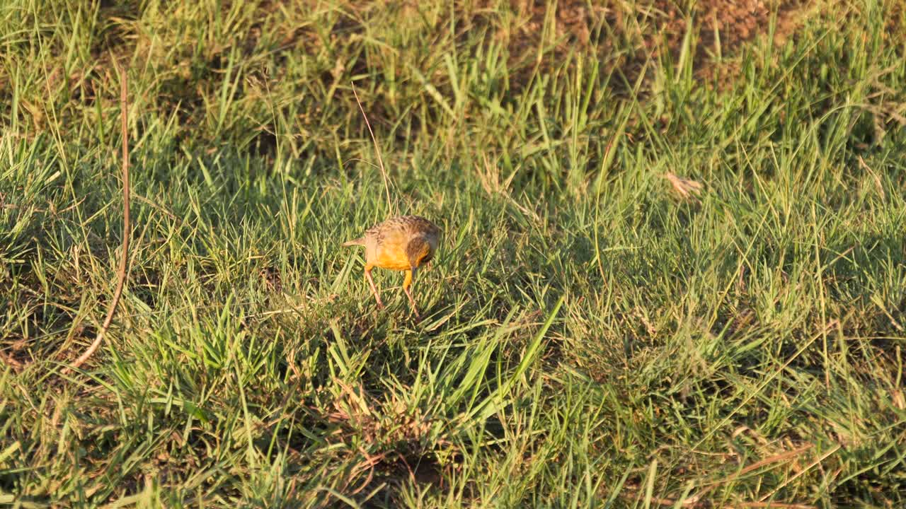 el pájaro de garra larga del cabo de garganta naranja camina en la hierba a la hora dorada, sudáfrica