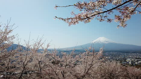 springtime with mountain fuji background