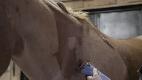 a close up shot of a caucasian female shaving the hair on the neck of a horse with clippers while grooming