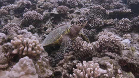 Hawksbill-turtle-sits-on-a-tropical-coral-reef-looking,-camera-approaches