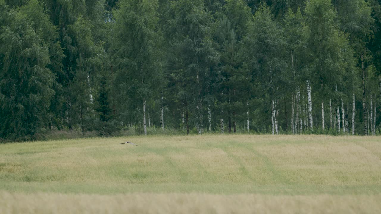болотный лунь в полете над полями и кустарниками охотится на моли