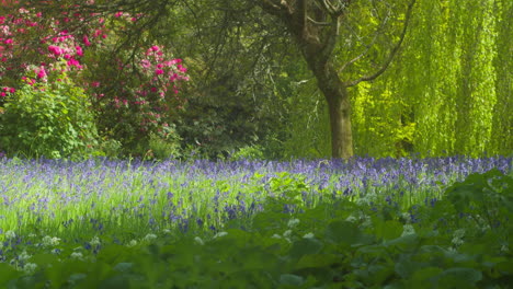 Wild-Bluebells-Flowers-Cover-The-Dense-Vegetation-Of-Enys-Gardens-Woodland-In-Cornwall,-England