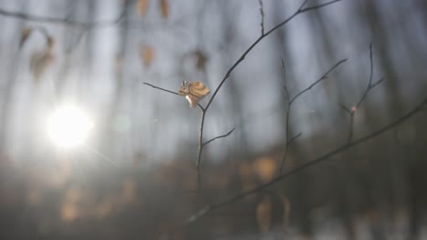 Leaves-on-a-tree-during-late-autumn