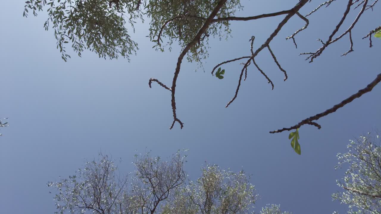 슬로모션:푸른 하늘이 있는 화창한 여름날 이탈리아 리구리아의 프렐라 카스텔로에 있는 나뭇가지와 올리브 나무의 낮은 각도