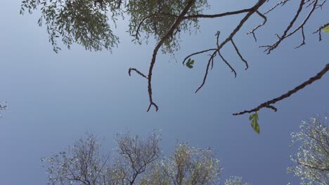 slowmotion: low-angle view of tree branches and olive trees in prelà castello in italy liguria on a sunny summer day with blue sky