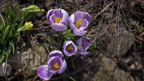 Zeitraffer-Eines-Wunderschönen-Krokusses,-Der-Im-Garten-Blüht