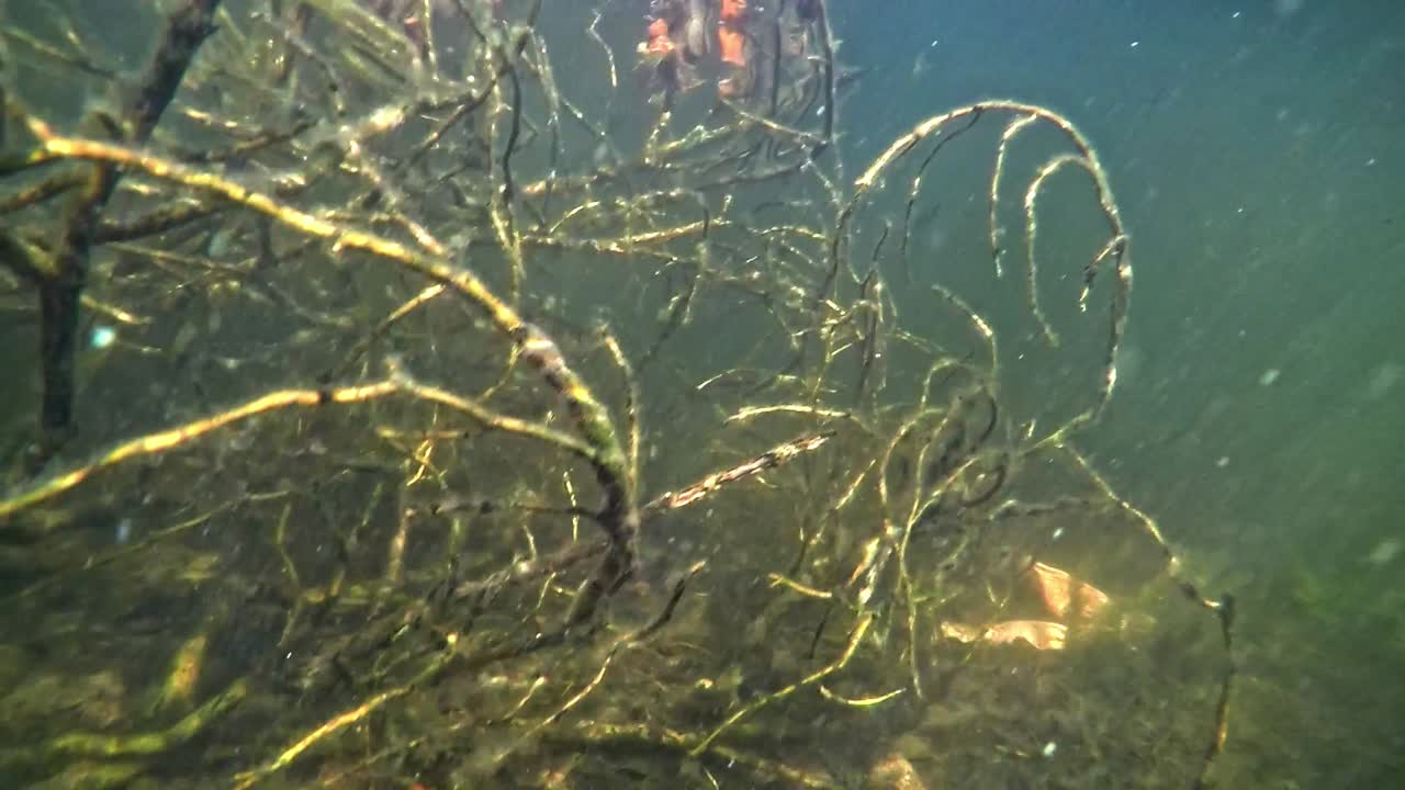 los peces bajos nadan a través de una planta submarina en el lago cerca de la superficie