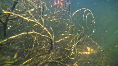 Bass-fish-swim-through-an-underwater-plant-in-the-lake-close-to-the-surface