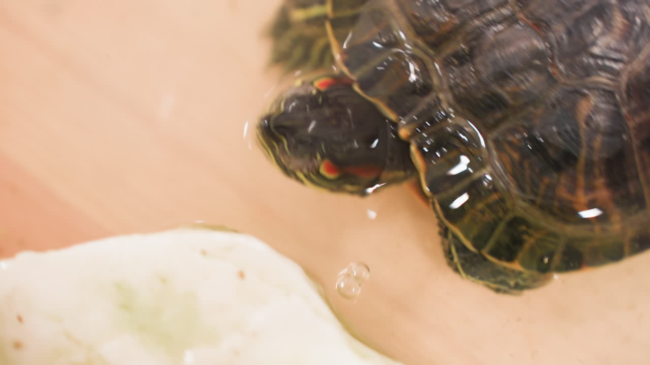Close up aquatic turtle walking in water container near stone, showing detailed shell and head markings while moving under water, emphasizing natural reptile behavior in controlled environment