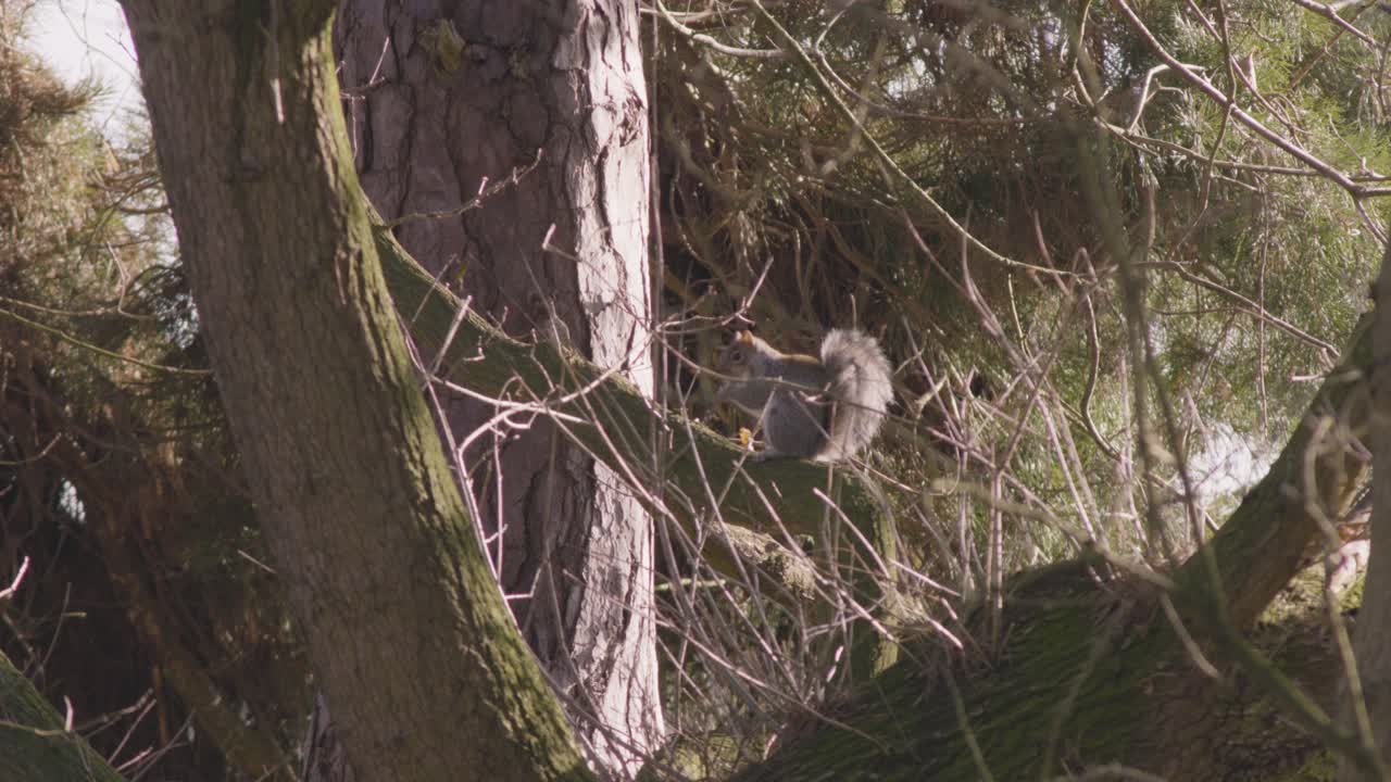 una vista del tronco de madera con el fondo de árboles verdes en la mañana en el hábitat de aves del lago thetford nunnery de inglaterra, reino unido