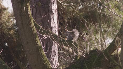 A-view-of-the-wooden-trunk-with-the-background-of-green-trees-in-the-morning-at-Thetford-Nunnery-lake-bird-habitat-of-England,-UK