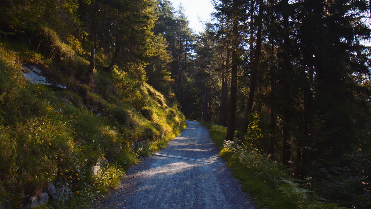 carrello in avanti inclinare verso l'alto la vista lungo il parco forestale