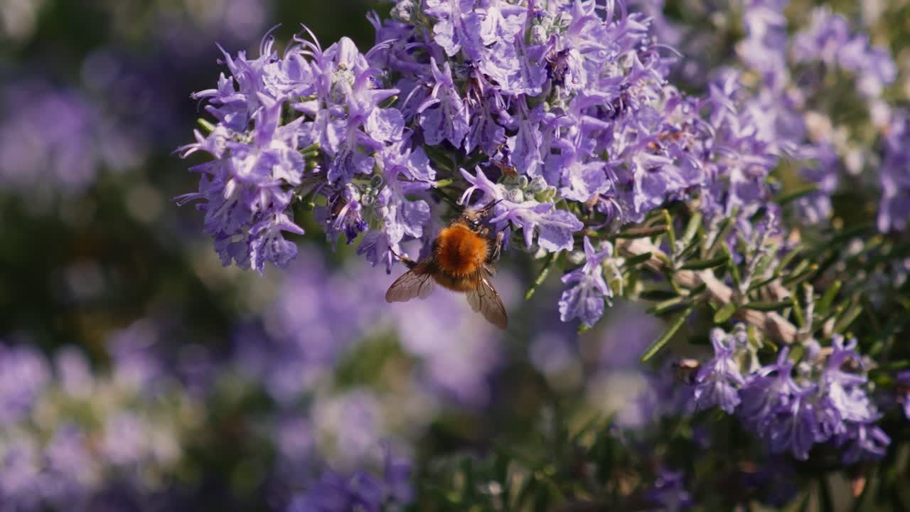 Rozemarijn in volle lentebloei met hommel die nectar verzamelt, Italië, close-up, slow motion.