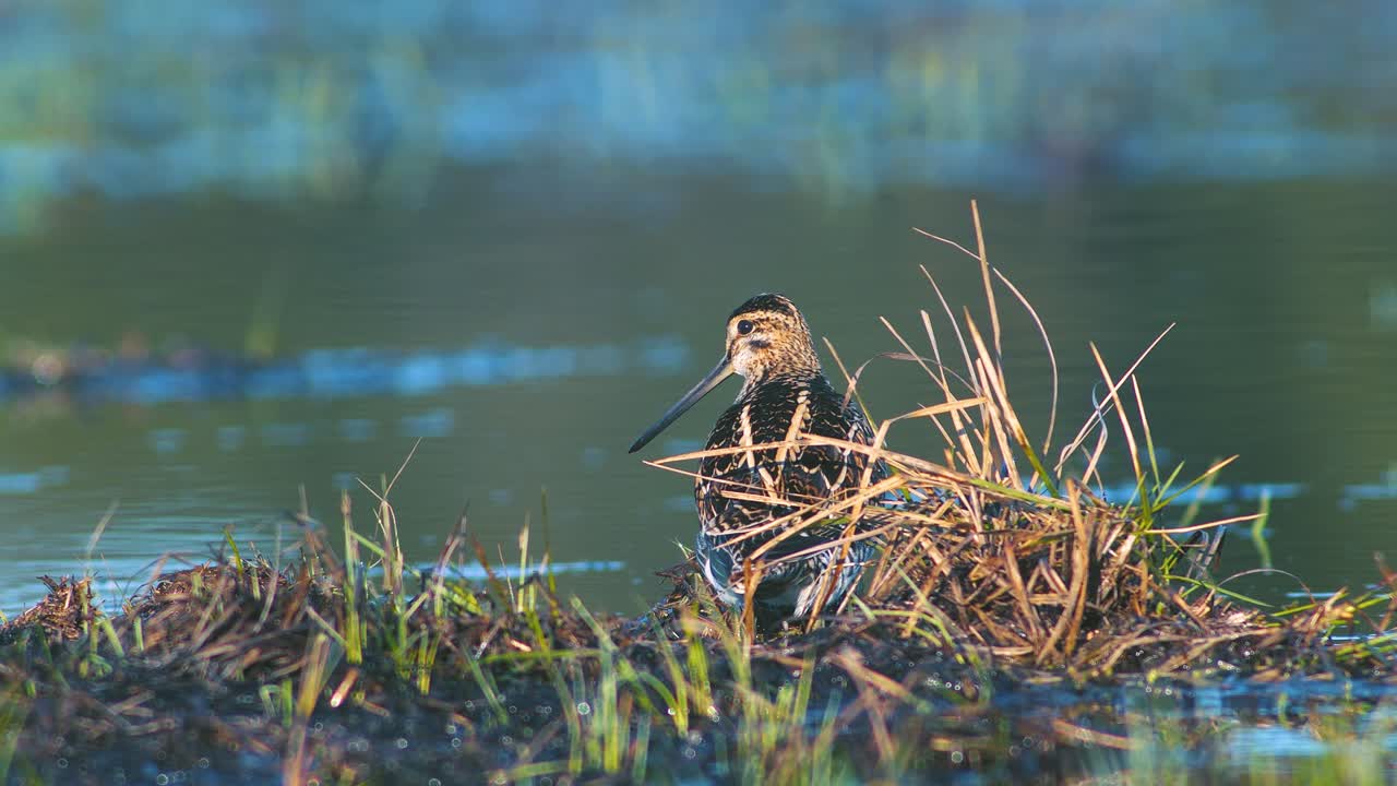 Common snipe feeding in wetland flooded meadow close up in morning sunlight