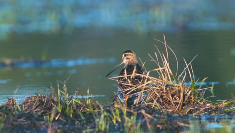 Common-snipe-feeding-in-wetland-flooded-meadow-close-up-in-morning-sunlight