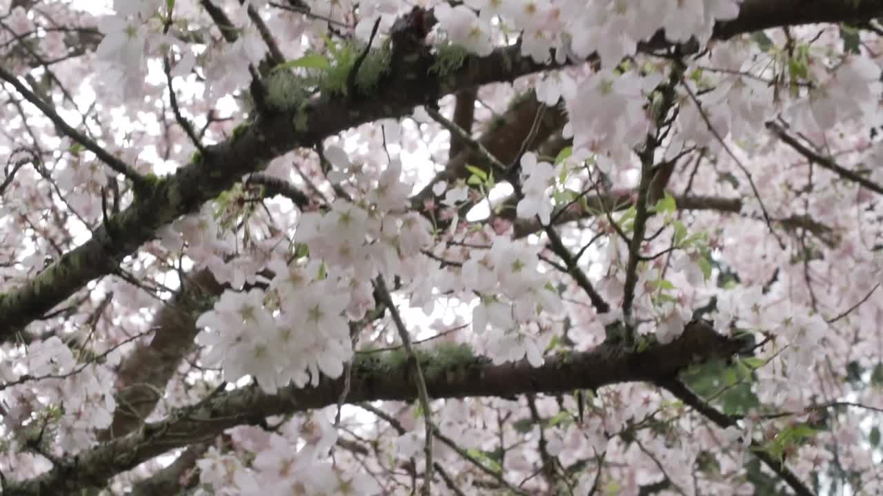 flores cayendo lentamente al suelo cerca de una fuente de agua que fluye