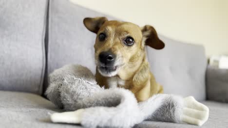 lindo perro jack russel lamiendo un juguete y luego mirando a su dueño porque no le gusta la cámara