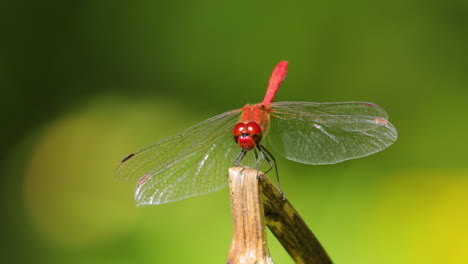 Scarlet-Dragonfly-(Crocothemis-erythraea)-is-a-species-of-dragonfly-in-the-family-Libellulidae.-Its-common-names-include-broad-scarlet,-common-scarlet-darter.