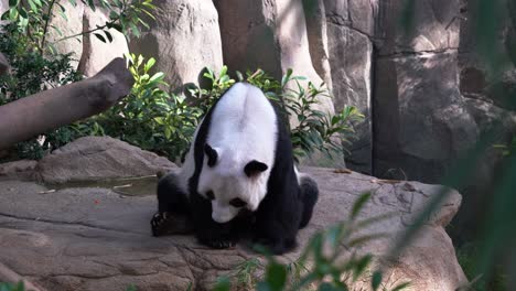 handheld motion close up shot capturing a yawning