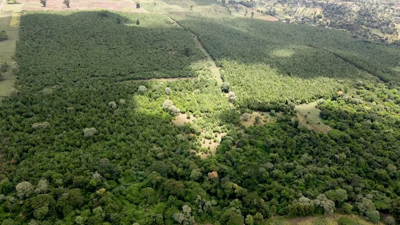 Cambiamento climatico - Foresta africana - Conservazione ambientale sulle pendici del monte Kilimanjaro in Kenya