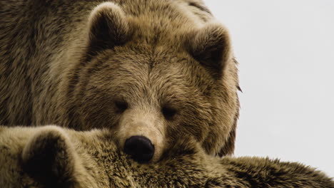 close up of a brown grizzly bear with muzzle on the back of another bear