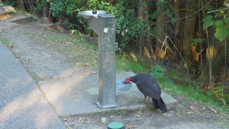 Pavo-Bebiendo-Agua-En-Buddina---Especies-De-Aves-Nativas-En-Queensland,-Australia---Tiro-Estático