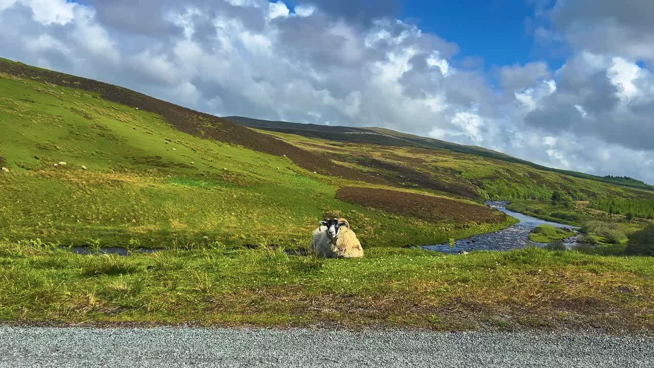 Scottish Blackface Sheep Rest On The Roadside With River And Mountain In Scotland. - wide shot