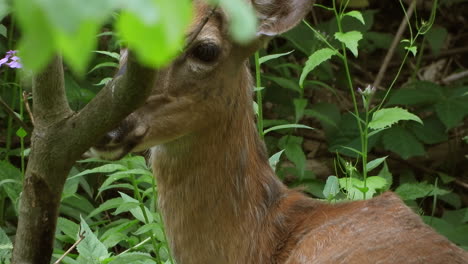 Venado-De-Cola-Blanca-Escondido-En-Los-Arbustos-De-Un-Bosque-Verde-Y-Exuberante