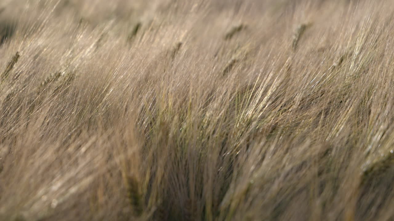 Golden Grain Crops At The Field Swaying In Slow Motion