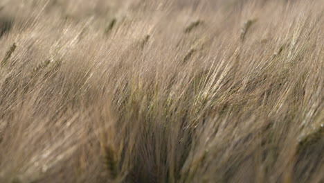 golden grain crops at the field swaying in slow motion