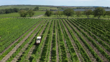 a small farming tractor spays fertilizer between rows of grapevines for wine production, aerial