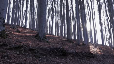 Slow-panoramic-view-of-forest-trees-in-winter-with-sunlight-coming-through-in-the-background