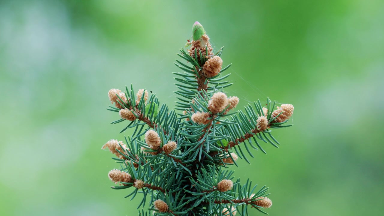 A detailed shot of a pine branch with fresh buds, set against a soft green background