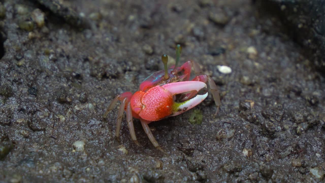 Close up shot of a fiddler crab forages on the muddy ground in a mangrove forest, sifting through sediment for micronutrients