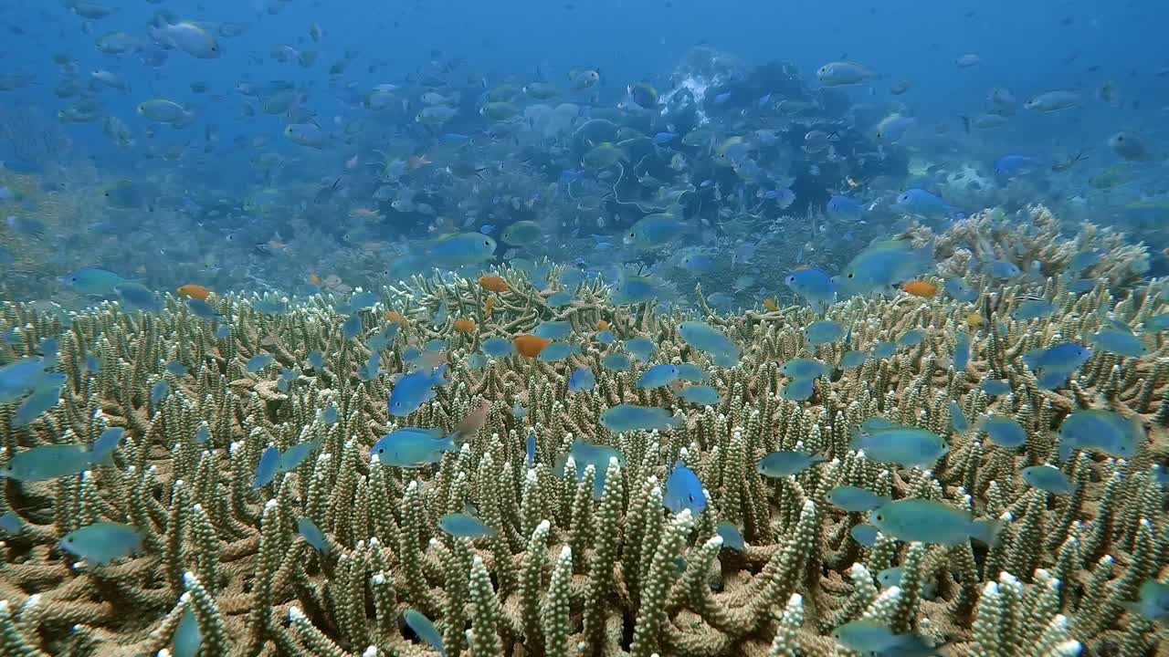 Small blue fish darting in and out above a hard coral where they find shelter from predators