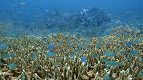 small blue fish darting in and out above a hard coral where they find shelter from predators